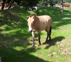 Animal - veterinrn klinika - lnky